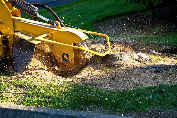 Lawn Grading and Leveling in Dale, IN